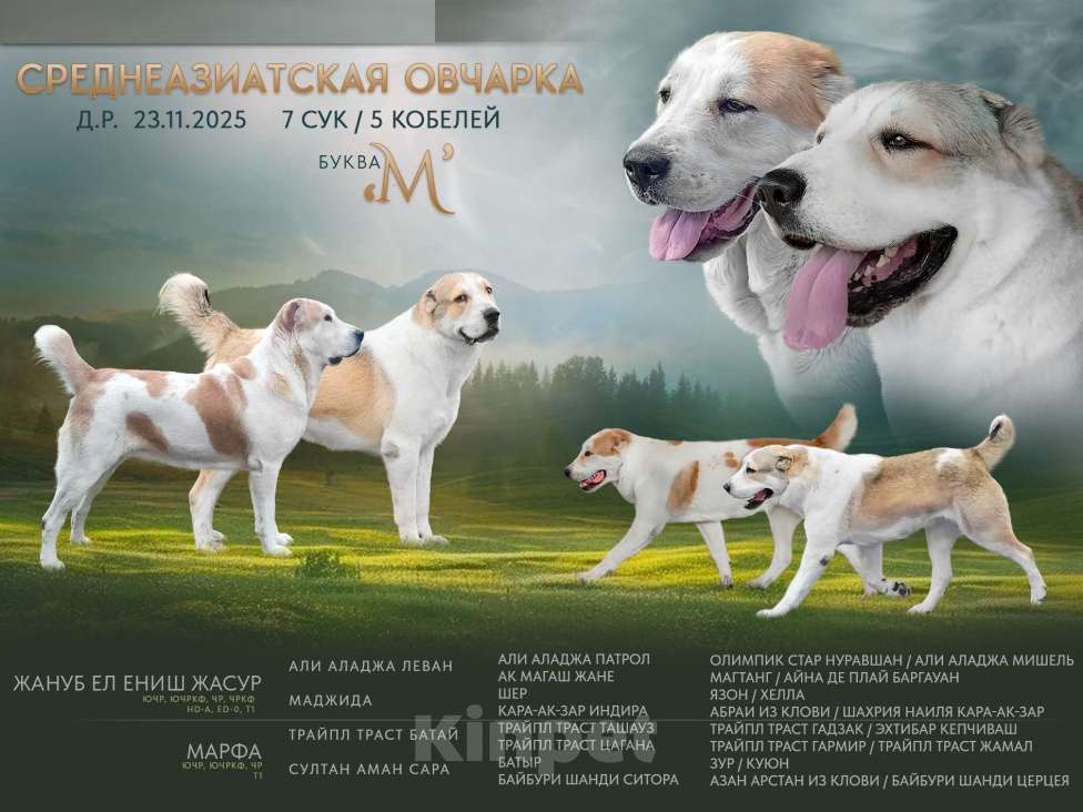 Собаки в Печоре: Девочка САО Девочка, 40 000 руб. - фото 2