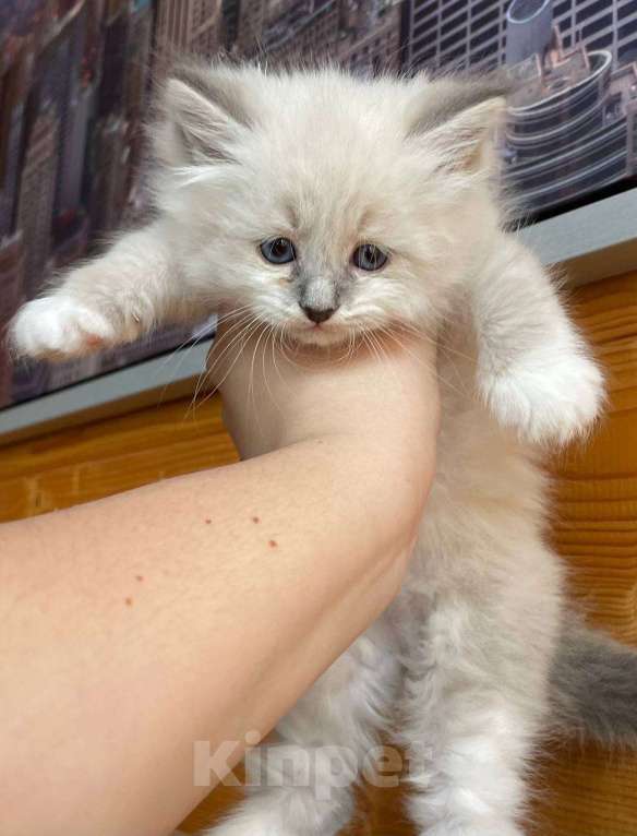 Кошки в Балашихе: Котенок Невский маскарадный  Мальчик, 25 000 руб. - фото 5