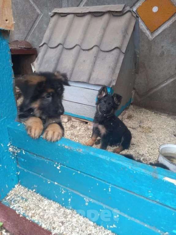 Собаки в Москве: Щенки . документы Мальчик, 75 000 руб. - фото 1