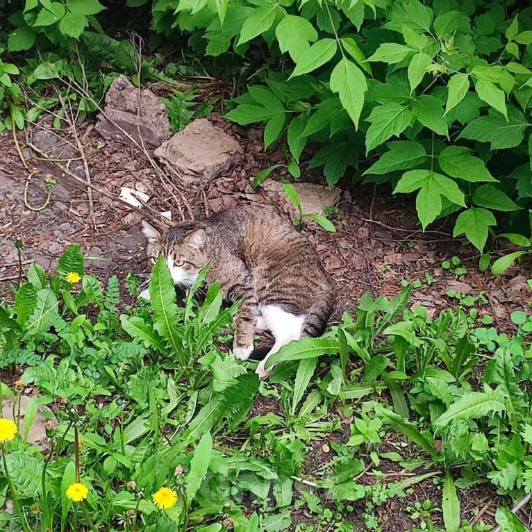 Кошки в Набережных Челнах: Пропал Кот Мальчик, 20 000 руб. - фото 2