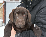 Собаки в Москве: Мальчик шоколадный  Мальчик, 80 000 руб. - фото 5