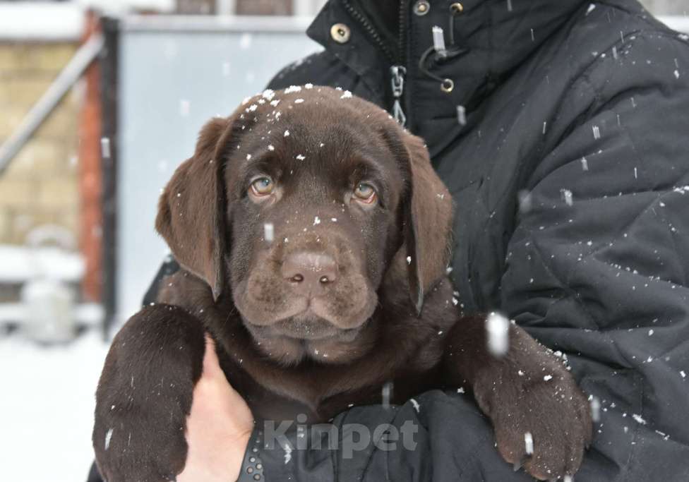Собаки в Москве: Мальчик шоколадный  Мальчик, 80 000 руб. - фото 5