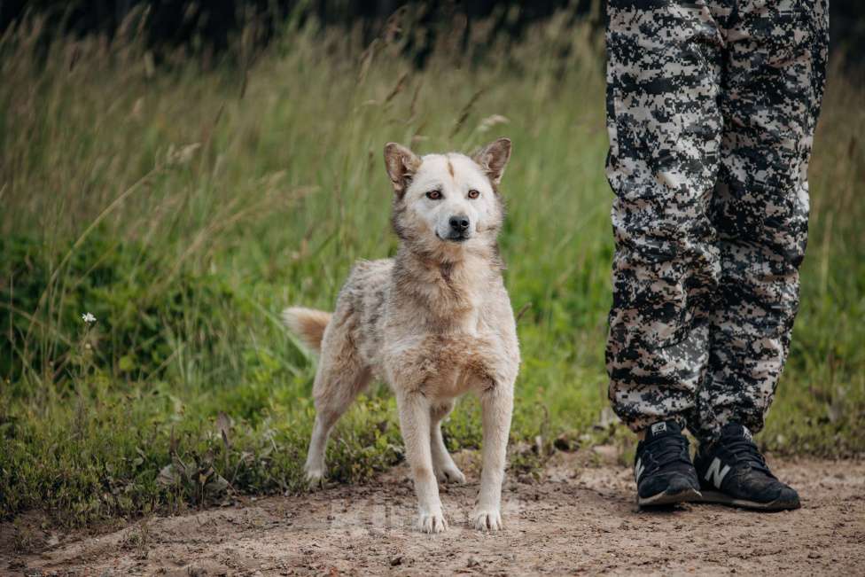 Собаки в Москве: Люси, 2 года. 10 кг в добрые руки Девочка, Бесплатно - фото 5