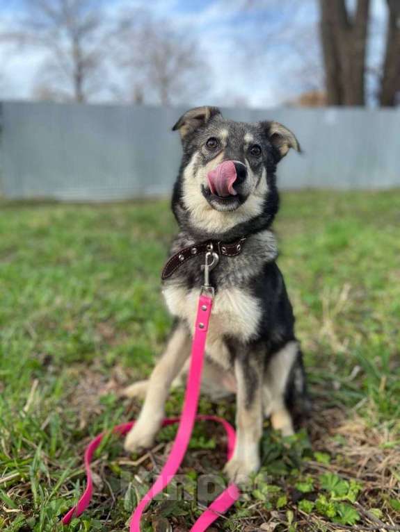 Собаки в Москве: Даная якутенок в добрые руки Девочка, Бесплатно - фото 9