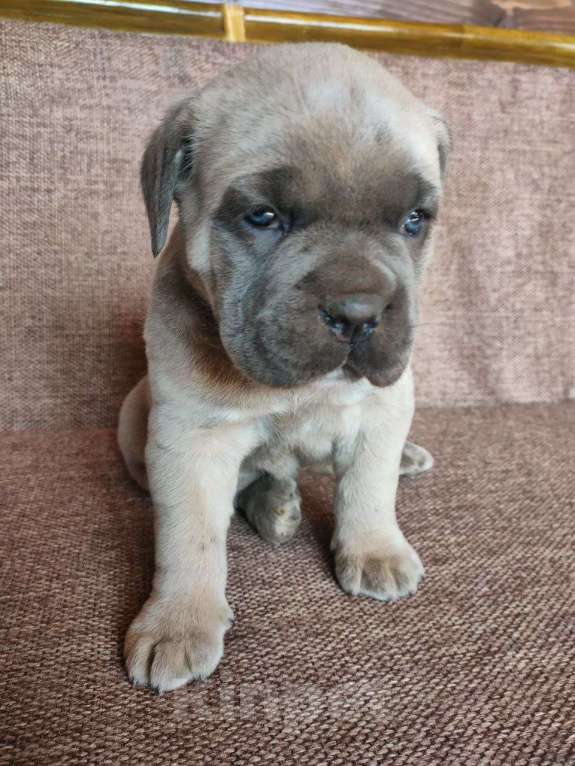 Собаки в других городах Крыма: Девочка Кане Корсо Девочка, Бесплатно - фото 1