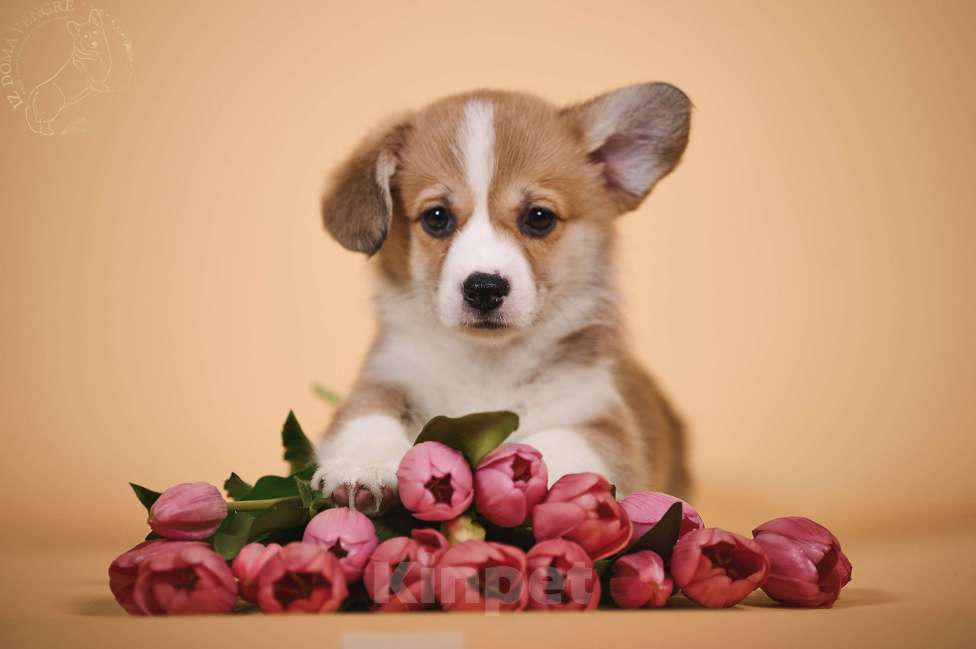 Собаки в других городах Московской области: Щенки вельш корги пемброк Девочка, 90 000 руб. - фото 1