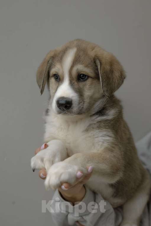 Собаки в Красногорске: Щенок мальчик Мальчик, Бесплатно - фото 4