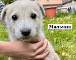 Собаки в других городах Московской области: Щенки в добрые руки Мальчик, Бесплатно - фото 3