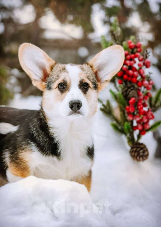 Собаки в Новосибирске: Вельш Корги Пемброк Дайнерис Бурерожденная  Девочка, 55 000 руб. - фото 1