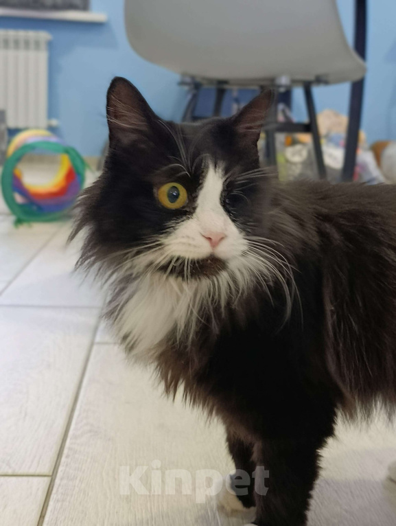 Кошки в Тамбове: Особенная Агата Девочка, Бесплатно - фото 2