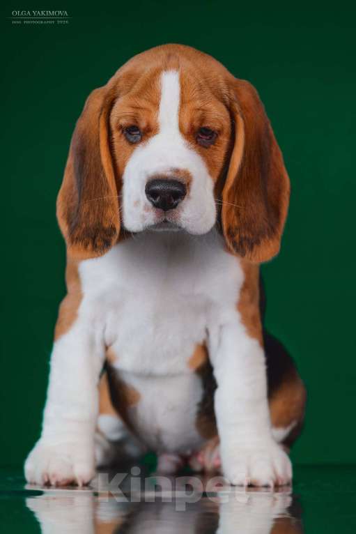 Собаки в Армавире: БИГЛЬ ЩЕНОК Мальчик, 60 000 руб. - фото 2