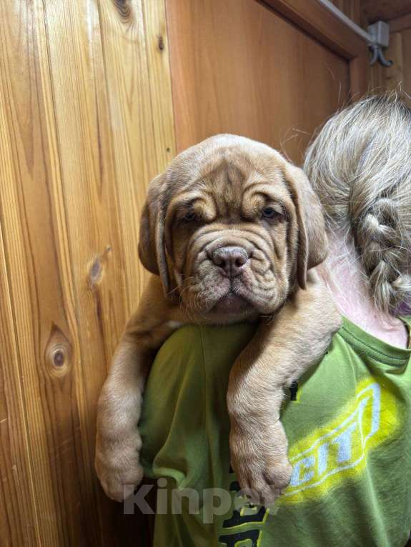 Собаки в Перми: Девочка бордоского дога Девочка, Бесплатно - фото 3