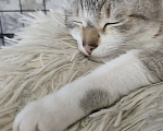 Кошки в Калтане: Отдам котика Мальчик, Бесплатно - фото 6