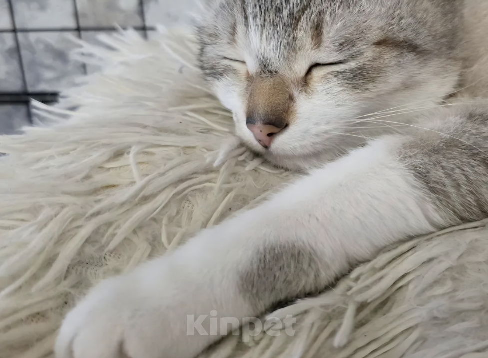 Кошки в Калтане: Отдам котика Мальчик, Бесплатно - фото 6