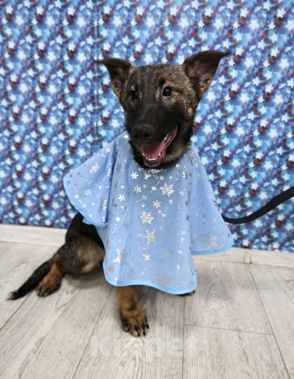 Собаки в Москве: Щенки бесплатно в Москве Девочка, Бесплатно - фото 7