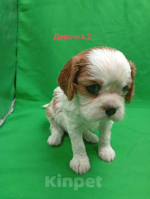 Собаки в Москве: Щенки кавалер Кинг Чарльз спаниель  Девочка, 65 000 руб. - фото 3