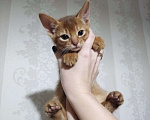 Кошки в Кемерово: Котята в бронь Разнополые, 50 000 руб. - фото 1