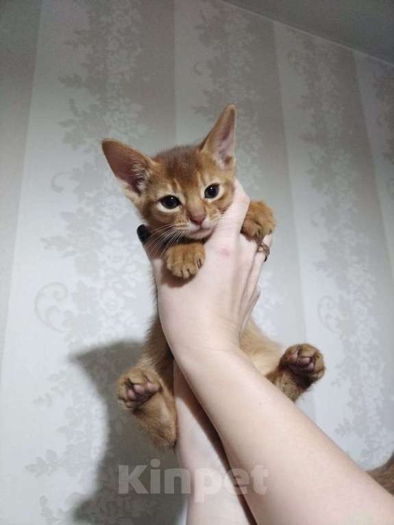 Кошки в Кемерово: Котята в бронь Разнополые, 50 000 руб. - фото 1