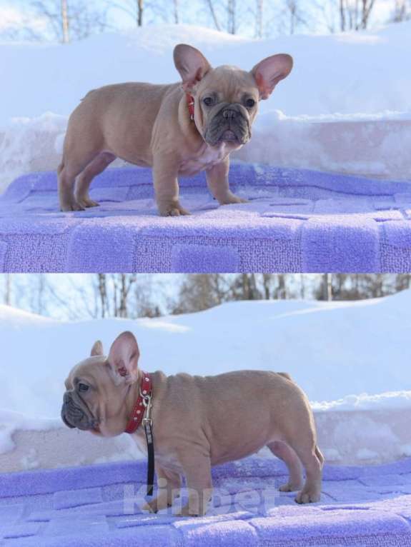 Собаки в Москве: Девочка палевоголубая Девочка, 55 000 руб. - фото 2