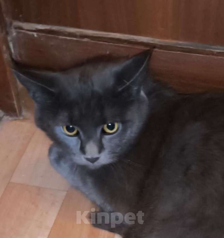 Кошки в Казани: Котенок девочка Девочка, Бесплатно - фото 2