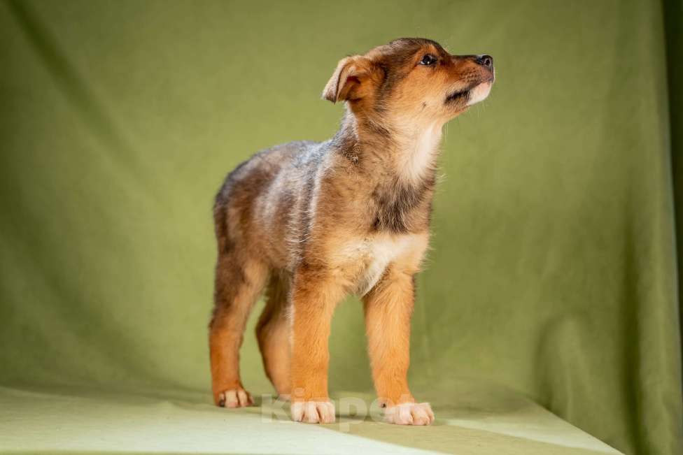 Собаки в Клине: Миндаль - очаровательная карамелька Девочка, Бесплатно - фото 5