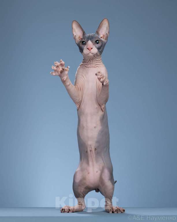 Кошки в Москве: Котик Донского сфинкса  Мальчик, 45 000 руб. - фото 2