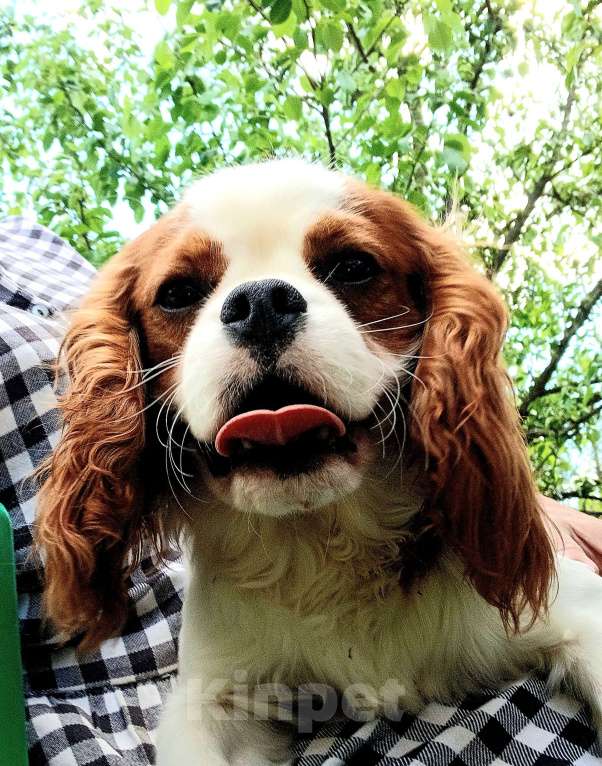 Собаки в Москве: Мальчик кавалерчик Мальчик, Бесплатно - фото 5