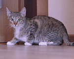 Кошки в Люберцах: Умная, ласковая, полосатая кошечка  Девочка, Бесплатно - фото 1