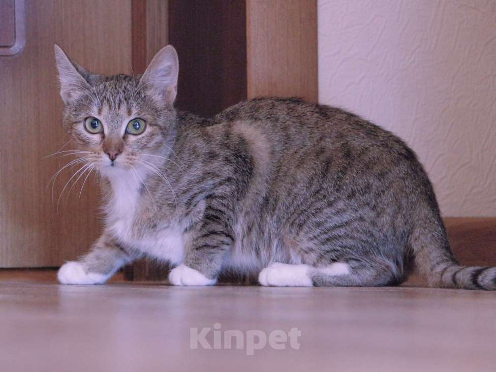 Кошки в Люберцах: Умная, ласковая, полосатая кошечка  Девочка, Бесплатно - фото 1