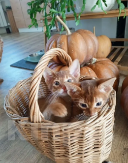 Кошки в Москве: Девочка сорель Девочка, 35 000 руб. - фото 5