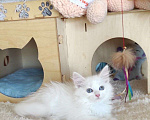 Кошки в Новосибирске: ♂️ Perun   Мальчик, 40 000 руб. - фото 2