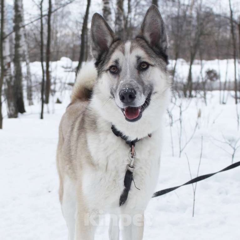 Собаки в Москве: Лунар Мальчик, Бесплатно - фото 3