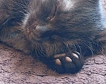 Кошки в Твери: Котята Девочка, Бесплатно - фото 1