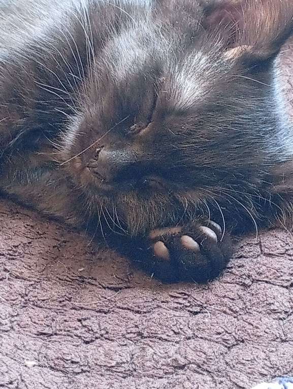 Кошки в Твери: Котята Девочка, Бесплатно - фото 1