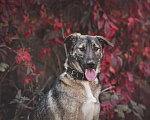 Собаки в Москве: Восхитительный восточный волк Лорд ищет дом и самую лучшую семью Мальчик, Бесплатно - фото 1