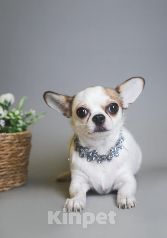 Собаки в Королеве: Чихуа-хуа мини малыш Мальчик, 45 000 руб. - фото 6