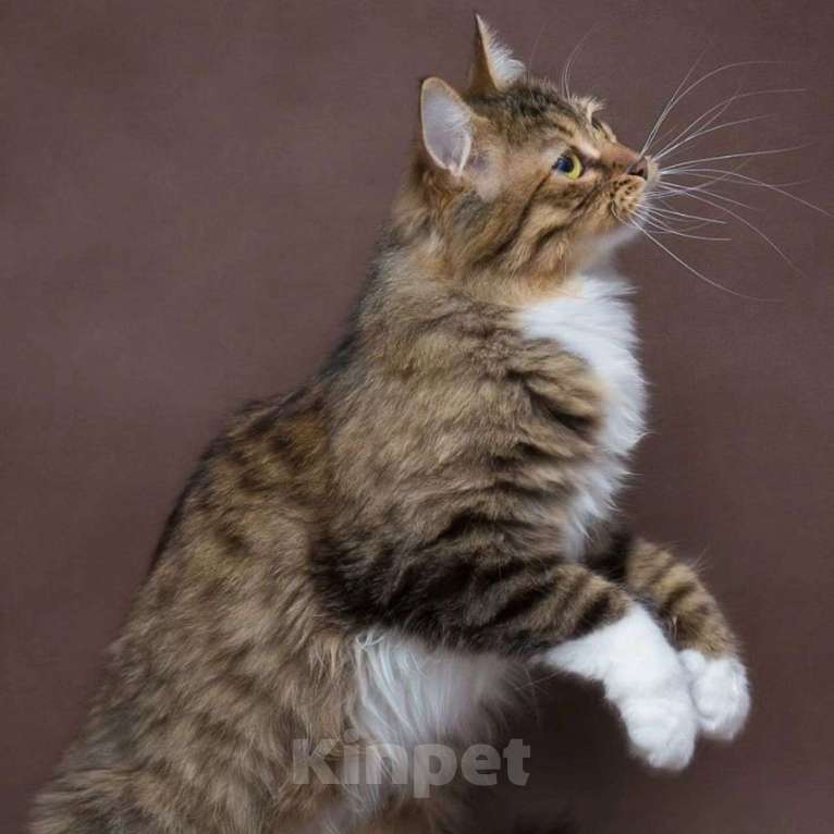 Кошки в Москве: Пушистая Шарли с грустными глазками Девочка, Бесплатно - фото 3