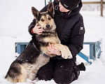 Собаки в Москве: Коржик, 2 года ищет дом Мальчик, Бесплатно - фото 6