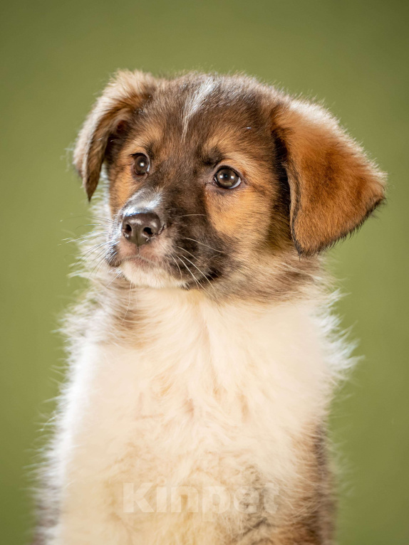 Собаки в Клине: Арахис - статный симпатяга Мальчик, Бесплатно - фото 9