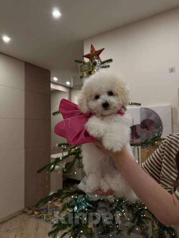 Собаки в Краснодаре: РКФ Бишон Фризе  Девочка, Бесплатно - фото 1