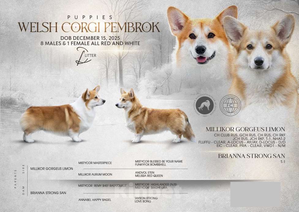 Собаки в Краснодаре: Породный щенок вельш корги пемброк Мальчик, 75 000 руб. - фото 3