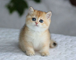 Кошки в Волгодонске: Котёнок  Девочка, 9 000 руб. - фото 1