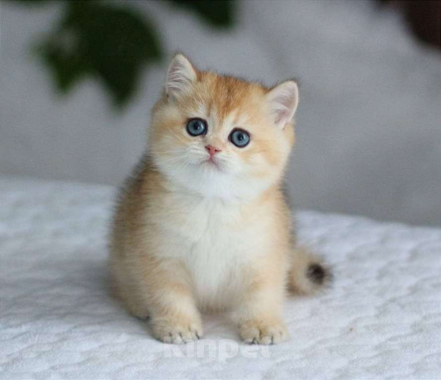 Кошки в Волгодонске: Котёнок  Девочка, 9 000 руб. - фото 1