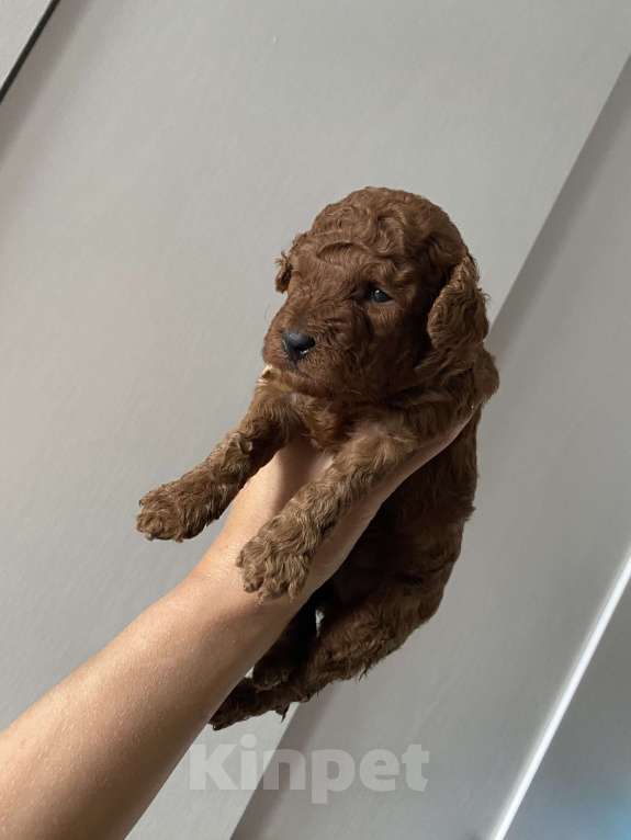 Собаки в Москве: Щенки той-пудель Девочка, Бесплатно - фото 2