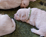 Собаки в Санкт-Петербурге: Щенки золотистого ретривера Мальчик, 70 000 руб. - фото 4