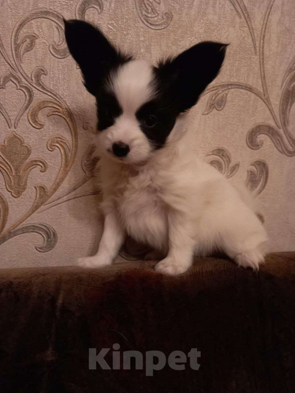 Собаки в Томске: Щенки папийона-красавицы в Томске Девочка, 35 000 руб. - фото 2