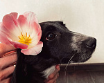 Собаки в Энгельс: Джини ищет домик ❤️ Девочка, Бесплатно - фото 2