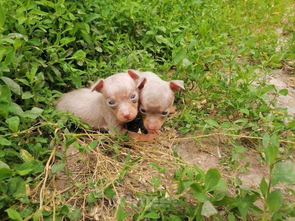 Собаки в Новочеркасске: Русский Той-терьер  Мальчик, 10 000 руб. - фото 3