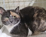 Кошки в Санкт-Петербурге: Торти ищет дом Девочка, Бесплатно - фото 2