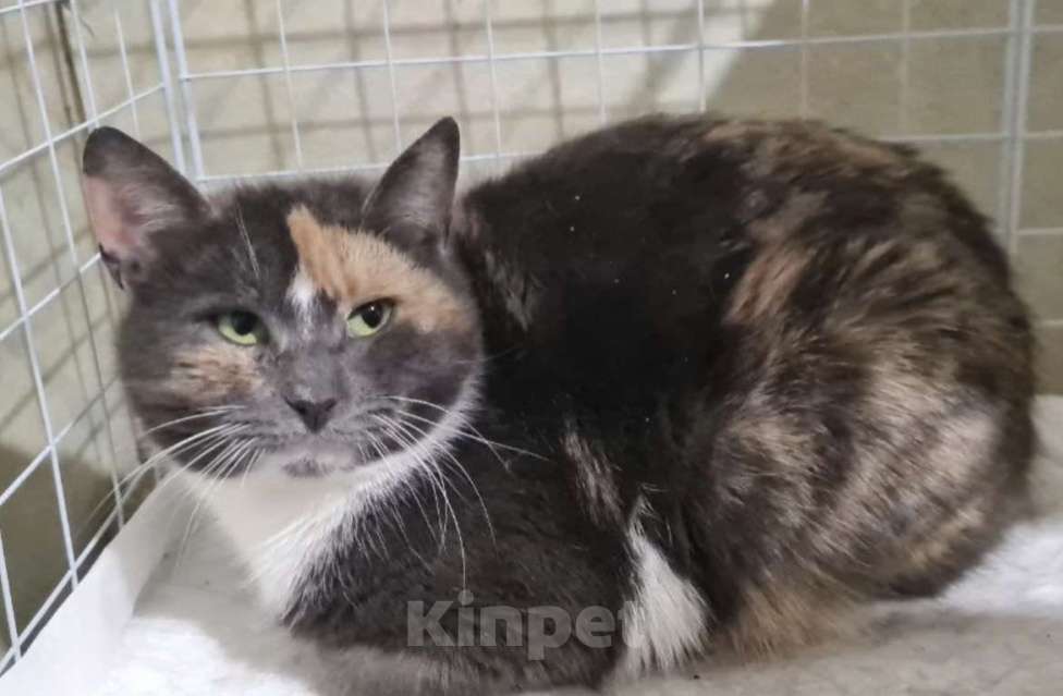 Кошки в Санкт-Петербурге: Торти ищет дом Девочка, Бесплатно - фото 2